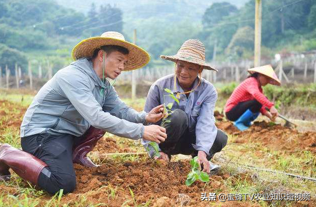 百香果全套栽培技术，建议种植户收藏备用