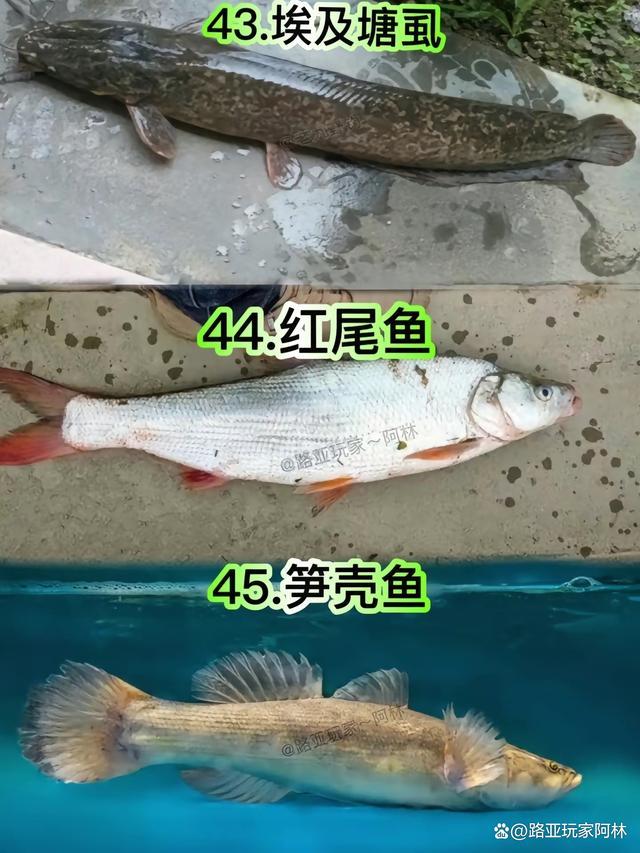 一定要认识的57种常见淡水鱼品种