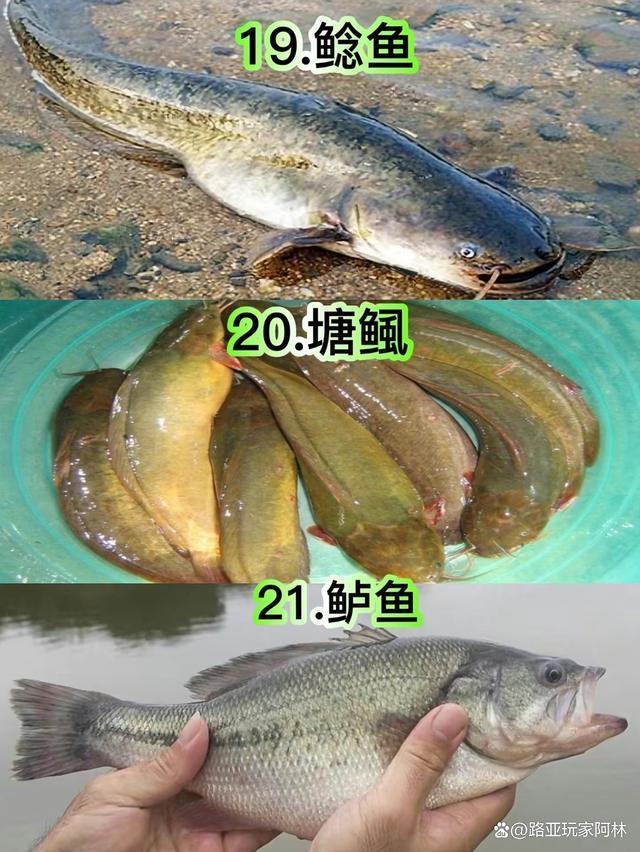 一定要认识的57种常见淡水鱼品种