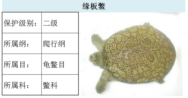 国家最新水生野生保护动物名录（共计三百余种），第3期