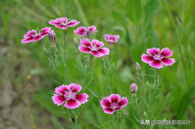 10种适合北方庭院种植的花镜植物