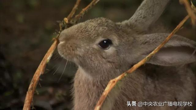 【农广天地】有“故事”的兔肉身价高 石头缝里觅得“怪物”财