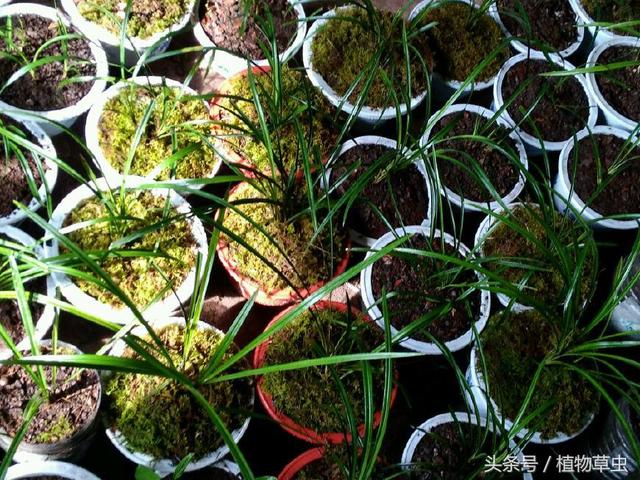 用水苔养兰花小盆栽的4种方式，水苔养兰花怎样预防烂根