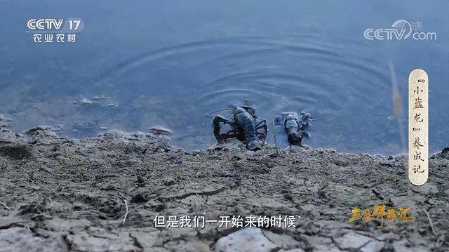 山东一工程师大规模养殖“变异”虾，竟成为人间美味