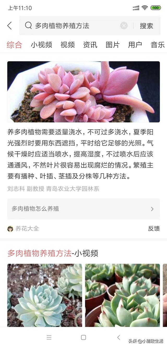 3种招财多肉，好养容易出状态，各有特色，建议人手一盆