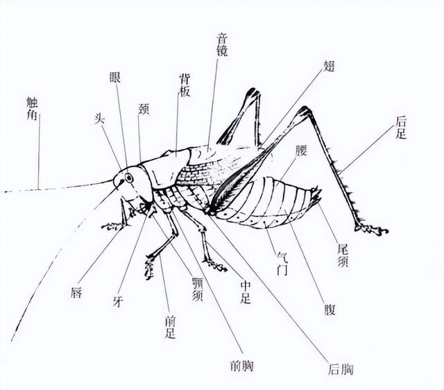 蝈蝈能吃又能玩，科学养殖，降低伤残率，实现食品赏玩行业双收益