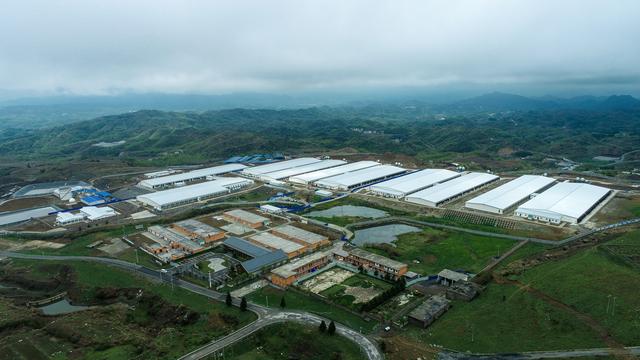 【穗毕山海情】住独立“宿舍” 享智能投喂……大方县马干山生猪养殖基地让乡村振兴“畜”势勃发