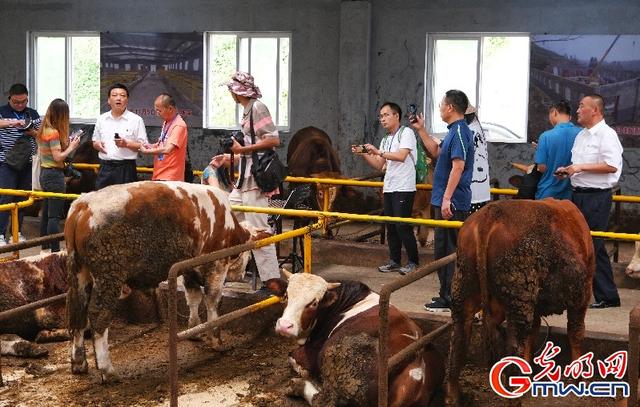 肉牛养殖基地成唐家坝村“聚宝盆”