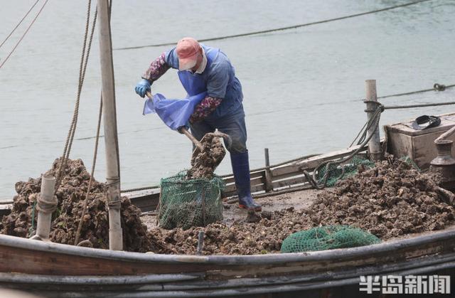 临近休渔期，渔民忙养殖海鲜