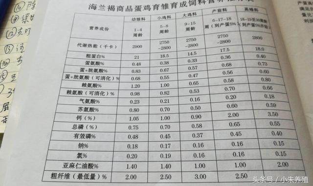 「小朱养殖」纯干货分享，海兰褐壳蛋鸡雏鸡生长特点