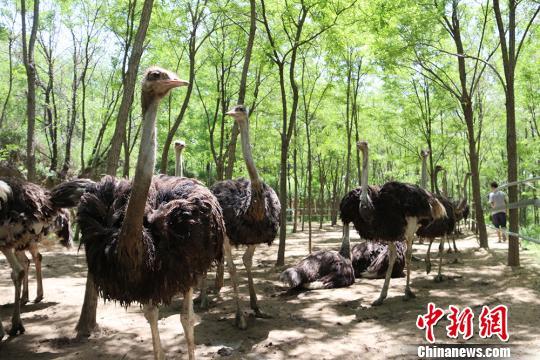 甘肃黄土塬小伙林下养鸵鸟 带领村民致富