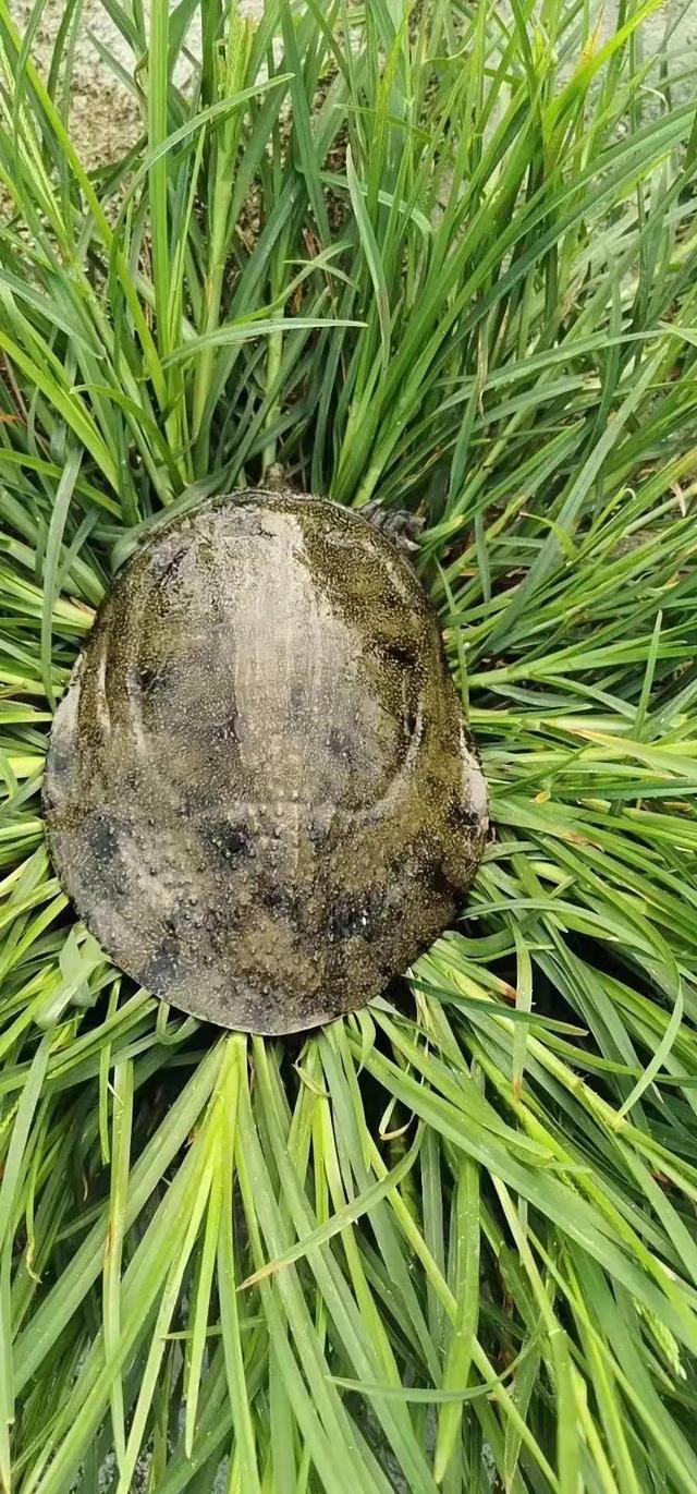 风雨与机遇相伴！2021年甲鱼养殖业能否在危机中迎来涅槃？