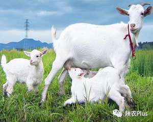 山东大的奶羊养殖基地(三原县获评全国奶山羊养殖基地县第十名)