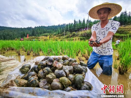 广西柳州山村养殖6000亩螺蛳丰收 上千民众“吸螺”庆祝