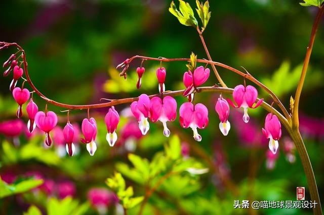 10种适合北方庭院种植的花镜植物