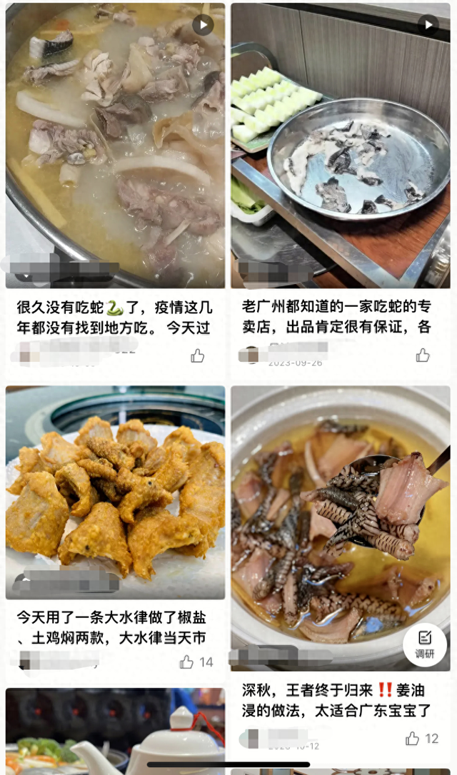 不得以蛇为食材！佛山市场监管部门提醒→