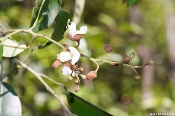 越来越多的“国宝级”动植物现身广东！桃花水母、金斑喙凤蝶、黄腹角雉