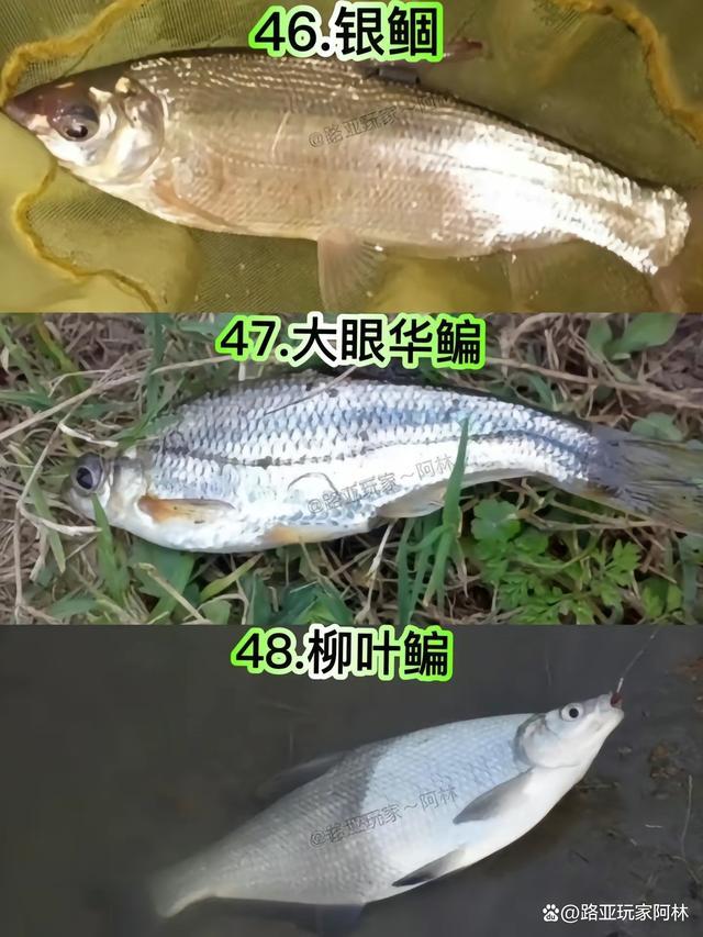 一定要认识的57种常见淡水鱼品种