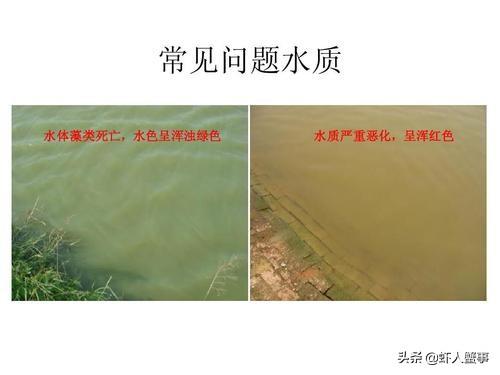 水产养殖户的隐形“杀手”——亚硝酸盐，老师傅一招教你搞定