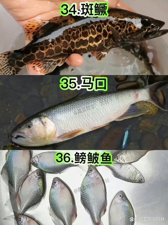 一定要认识的57种常见淡水鱼品种