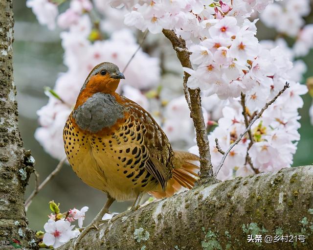 竹鸡好养吗？竹鸡养殖和销售不能按照常规方法，需要走偏门