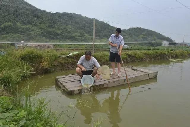 高密度养殖加州鲈对溶氧和水质要求很高，你是怎么管理的？