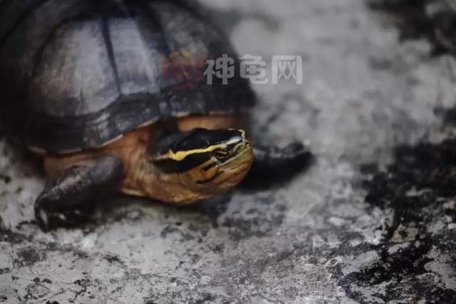 安布闭壳龟的挑选、调理与饲养