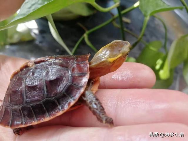 养龟需要花费的成本有哪些？欲投资养龟的朋友须知