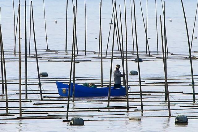 浅海紫菜养殖开始了