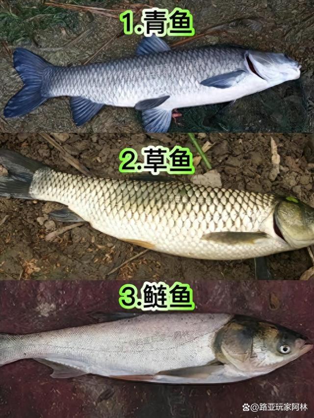 一定要认识的57种常见淡水鱼品种