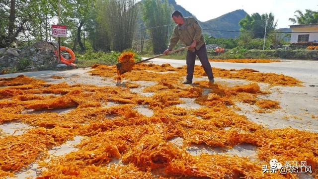 恭城这种以前沤沼气的成了牛儿“大餐”