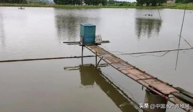 鲤鱼价格好，养殖户继续抢苗！草鱼鲫鱼稳中略涨，短期很难大涨！