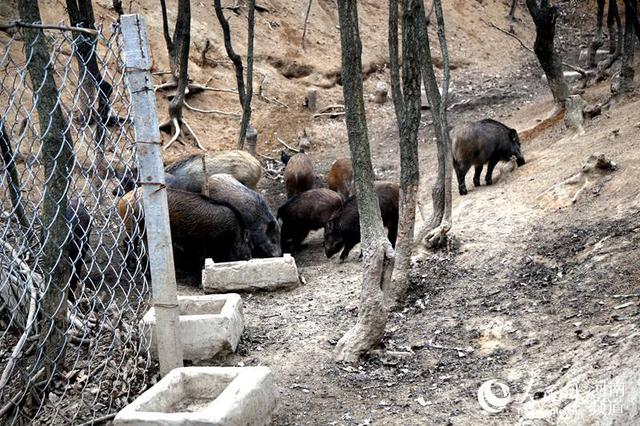 河南鲁山：深山养野猪 致富走新路