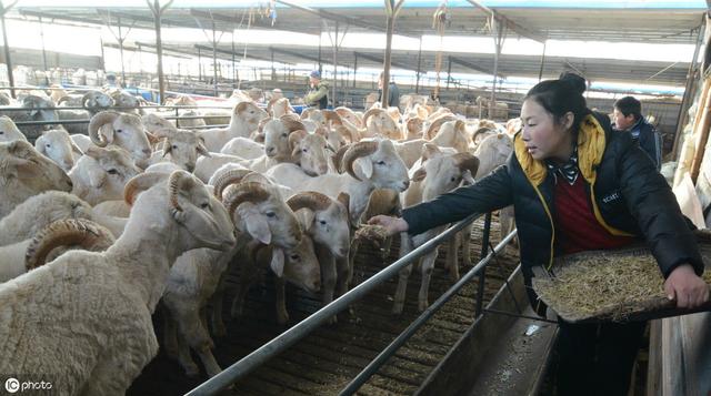 肉羊养殖技术，肉羊合理饲养管理要点，肉羊四季放牧注意事项分享