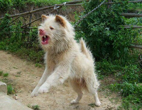 浅谈中国最为凶猛的犬