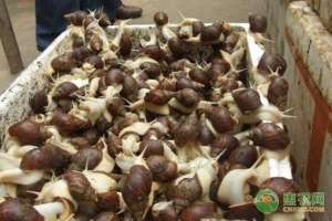 白玉蜗牛大棚养殖(农民创业养殖白玉蜗牛，成本低，月销售额可高达50万元)