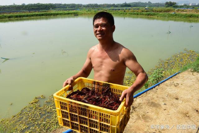 海南琼海：引养小龙虾 拓宽脱贫路