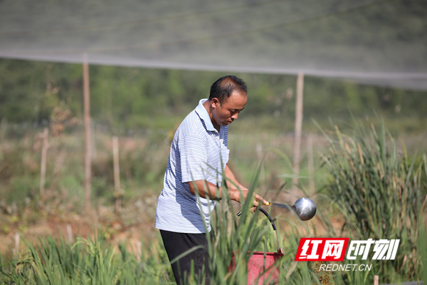 新田乡村创客乐利兵：生态养蛙“蹦”出致富路