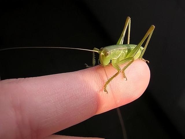 蝈蝈能吃又能玩，科学养殖，降低伤残率，实现食品赏玩行业双收益