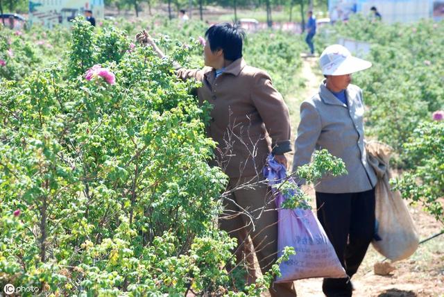 甘肃款冬花栽培技术