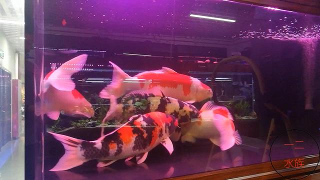 北京探店新发现，锦鲤水族店，原来水族箱养锦鲤是那么漂亮