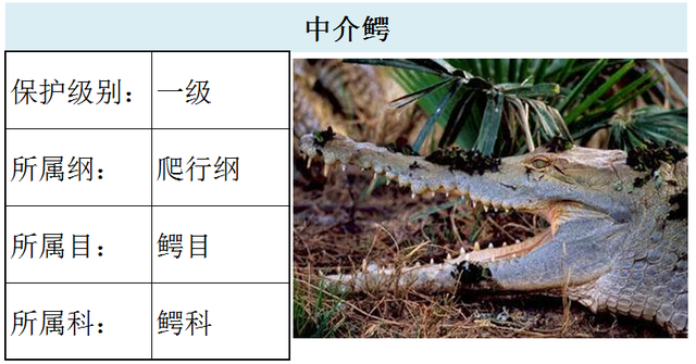 国家最新水生野生保护动物名录（共计三百余种），第3期