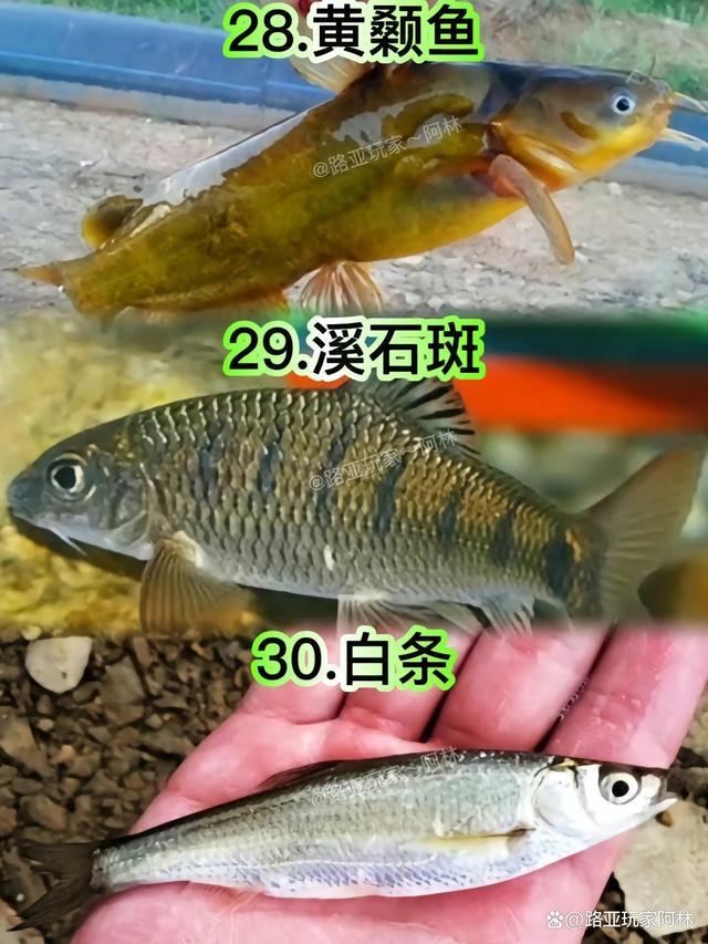 一定要认识的57种常见淡水鱼品种