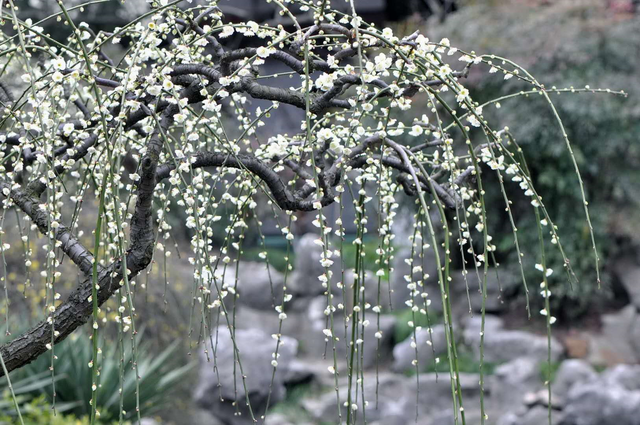 还在为垂枝梅修剪而头疼，掌握这个四个技巧，不仅树姿美还花多