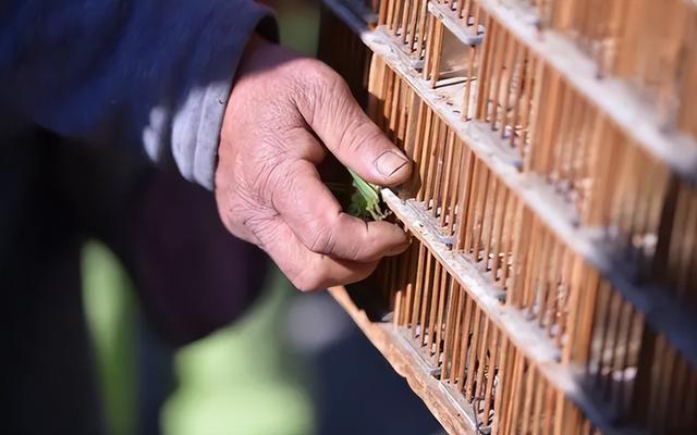 蝈蝈能吃又能玩，科学养殖，降低伤残率，实现食品赏玩行业双收益