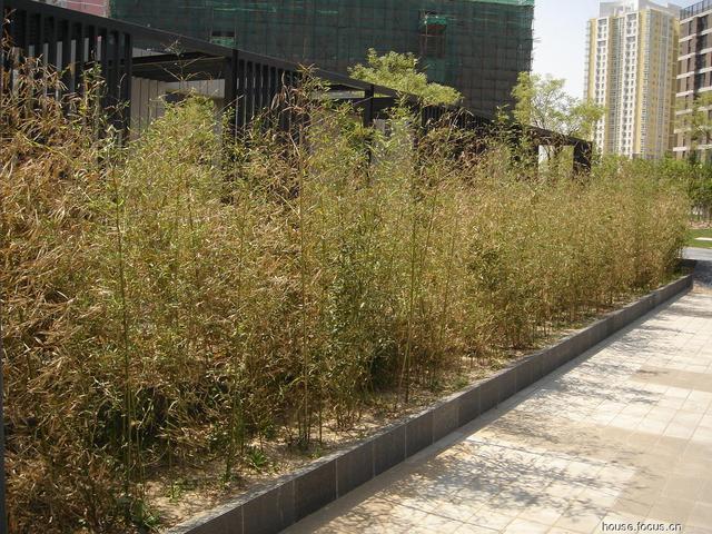 北方竹子的设计与栽植