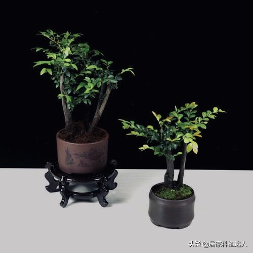 小叶紫檀盆景怎么养？小叶紫檀盆景的种植方法和养护注意事项