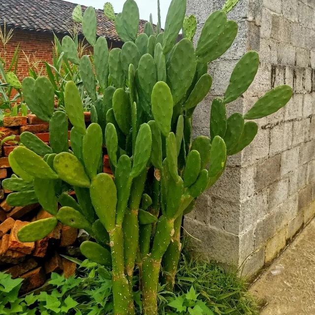 30年的仙人掌，长成“仙人树”，开黄花，挂红果，好吃又值钱