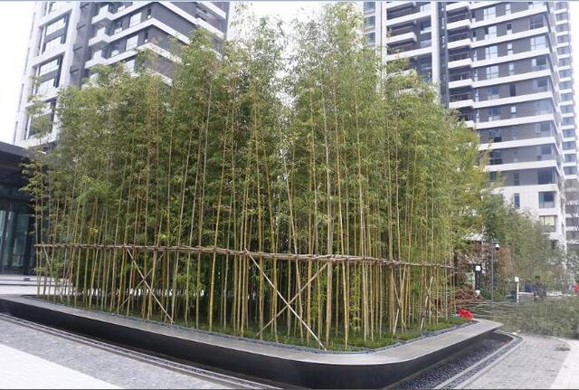 北方竹子的设计与栽植