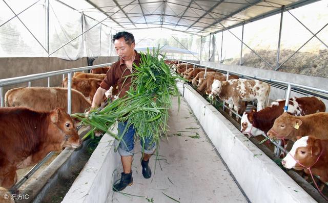 南方水草茂盛，为什么大部分牛却养在北方？